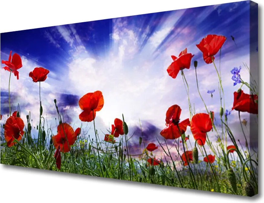 Fotoobraz na płótnie Czerwone Maki w Polu