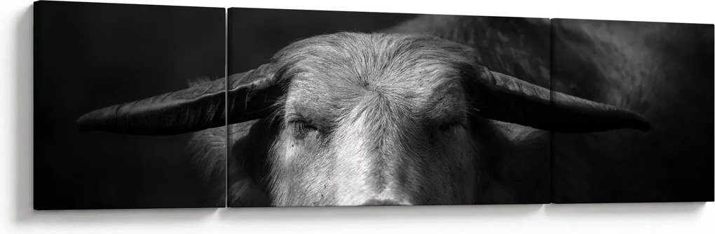 Obraz - Krowa (170x50 cm)