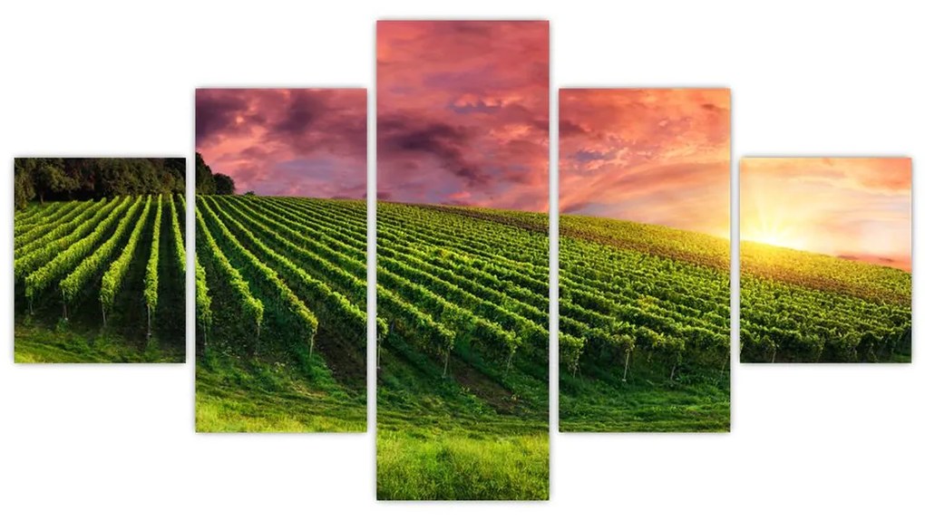 Obraz winnicy z kolorowym niebem (125x70 cm)