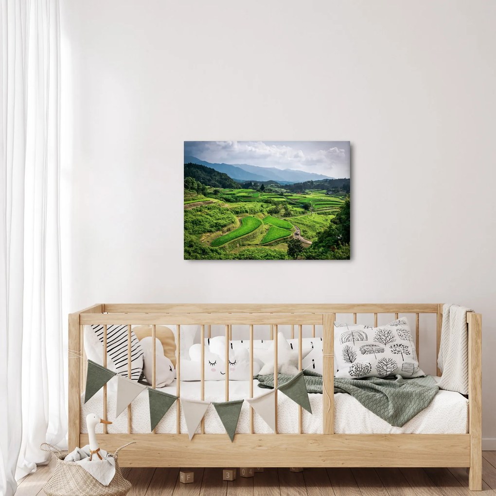 Obraz pól ryżowych (70x50 cm)