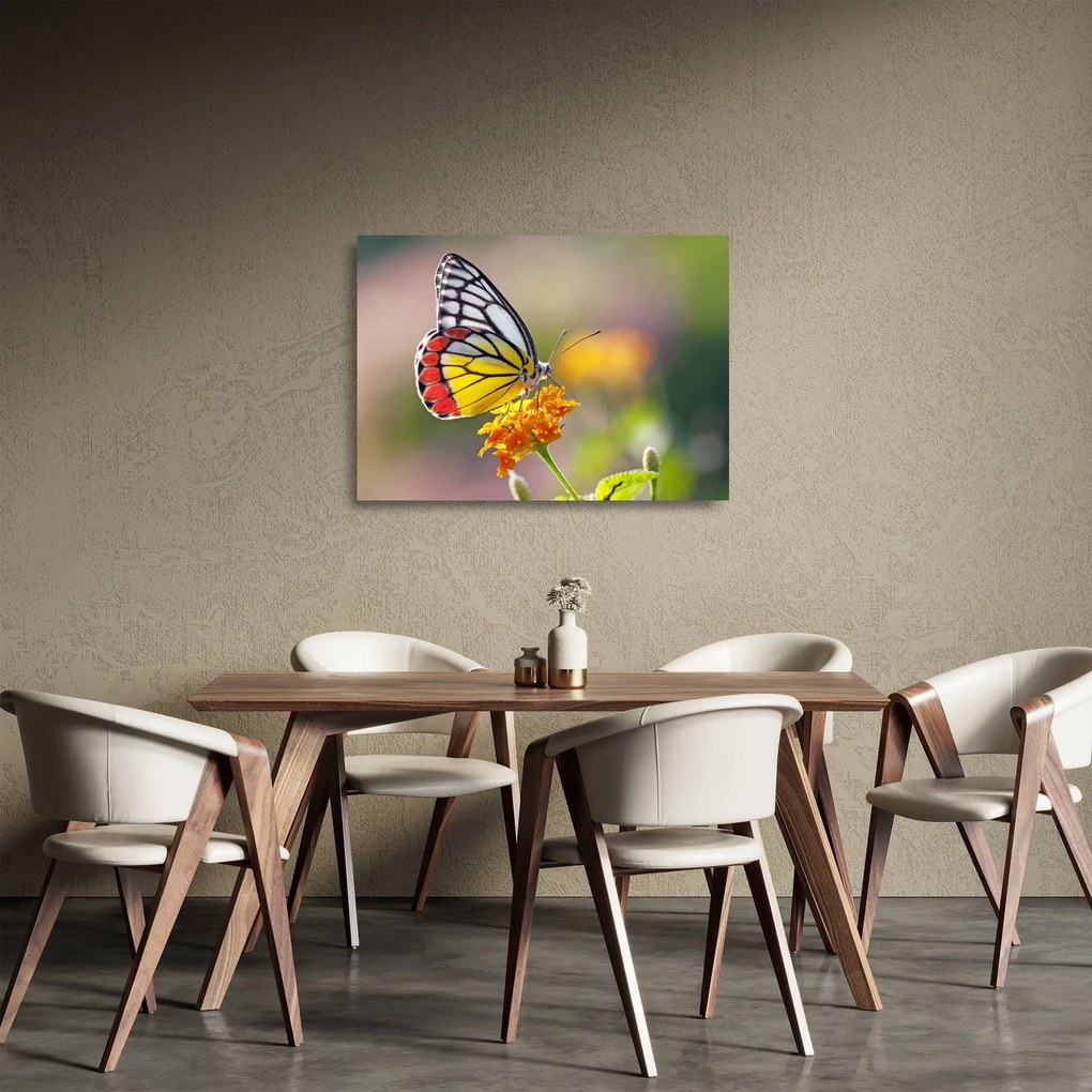 Obraz na szkle motyla na kwiatku (70x50 cm)