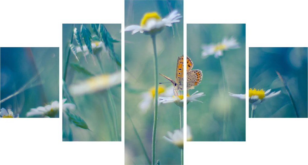 Obraz - Motyl na stokrotce (125x70 cm)
