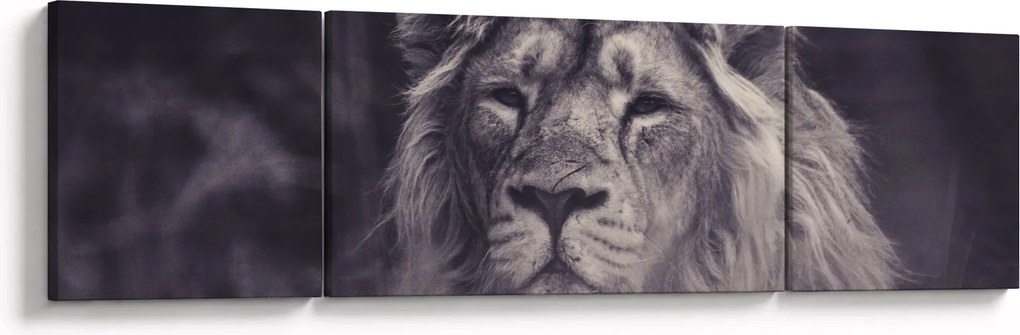 Obraz lwa (170x50 cm)