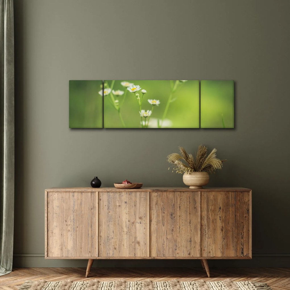 Obraz stokrotek (170x50 cm)