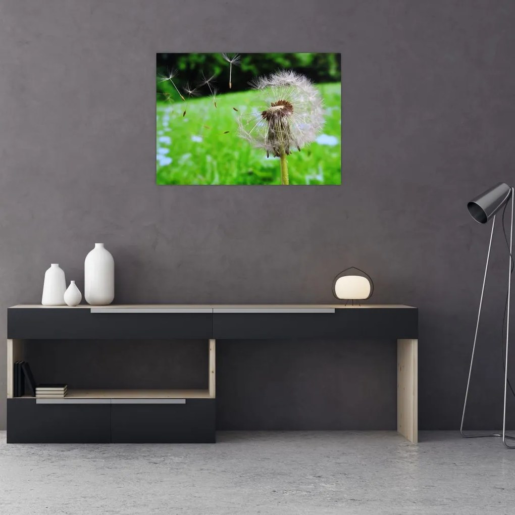 Obraz na szkle dmuchawca (70x50 cm)