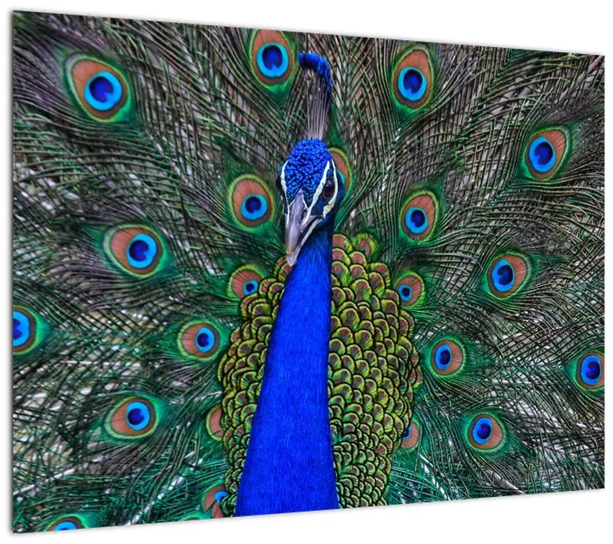 Obraz na szkle - Paw (70x50 cm)