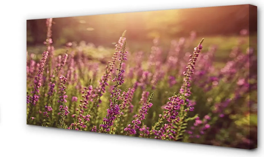 Duży obraz na płótnie Pole Wrzosów