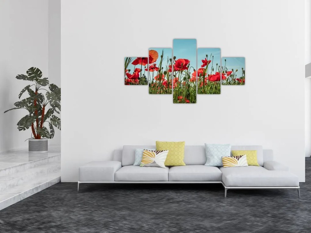 Obraz - Na polu maków (125x70 cm)