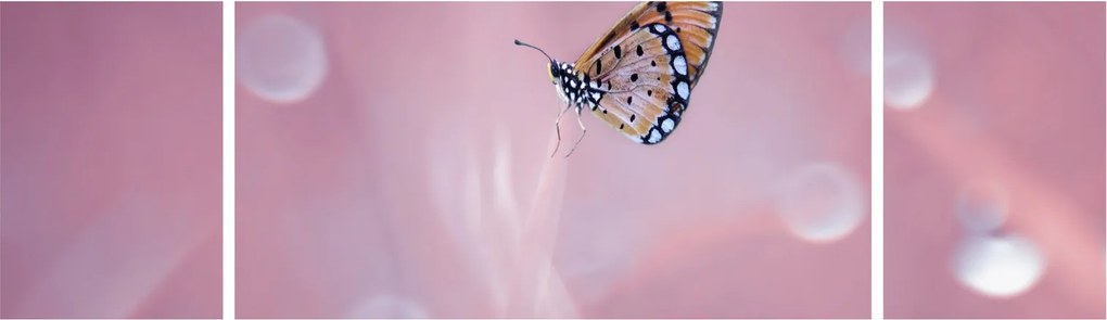 Obraz - Motyl (170x50 cm)