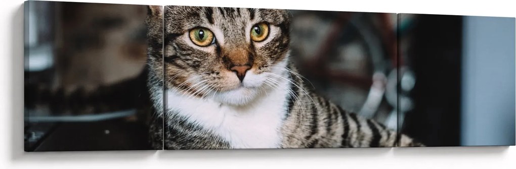 Obraz kota (170x50 cm)