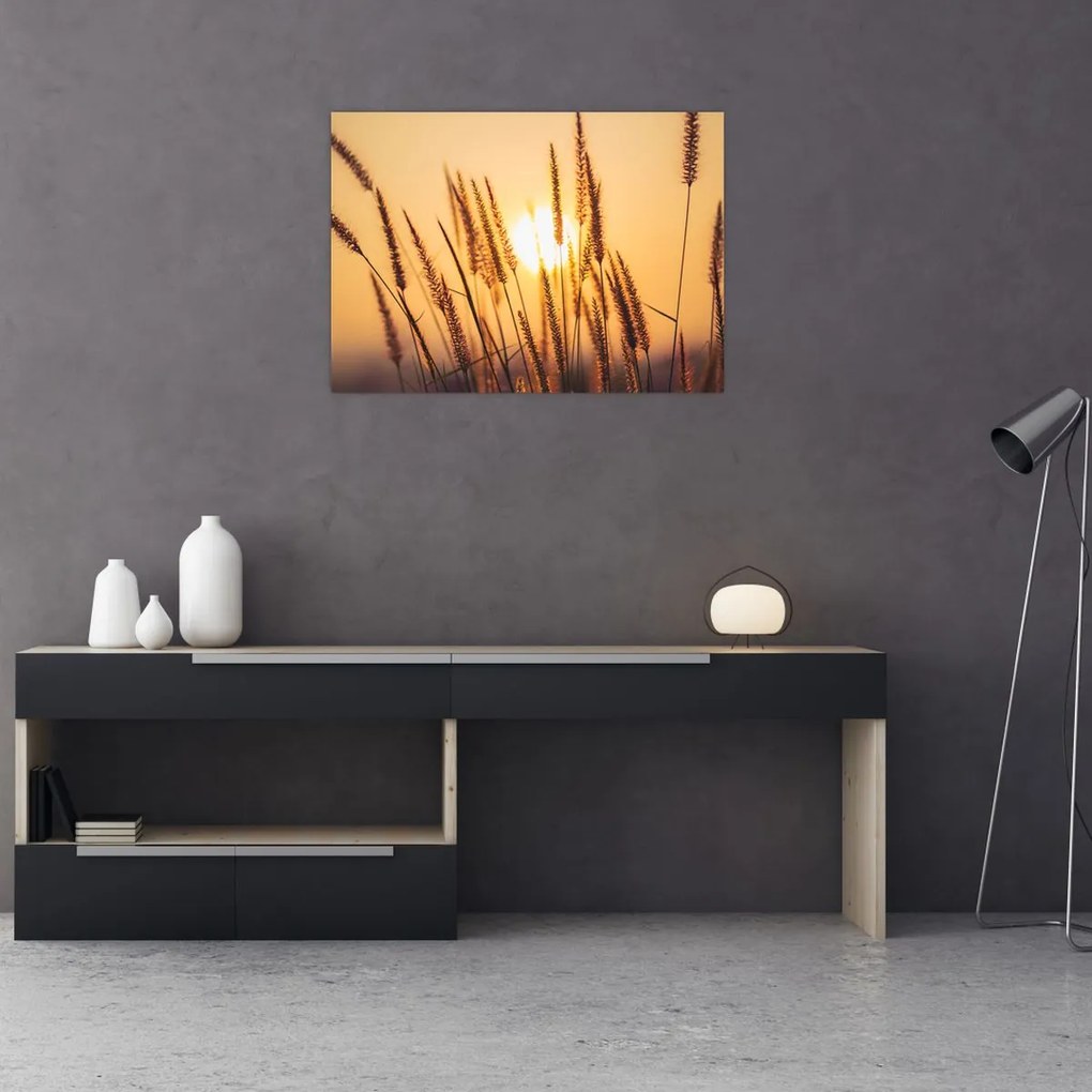 Obraz - Trawa w słońcu (70x50 cm)