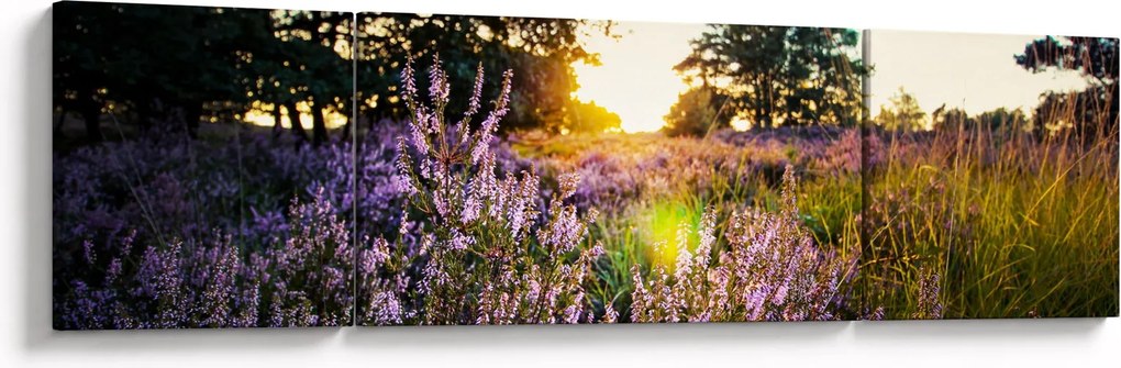 Obraz pola lawendy (170x50 cm)