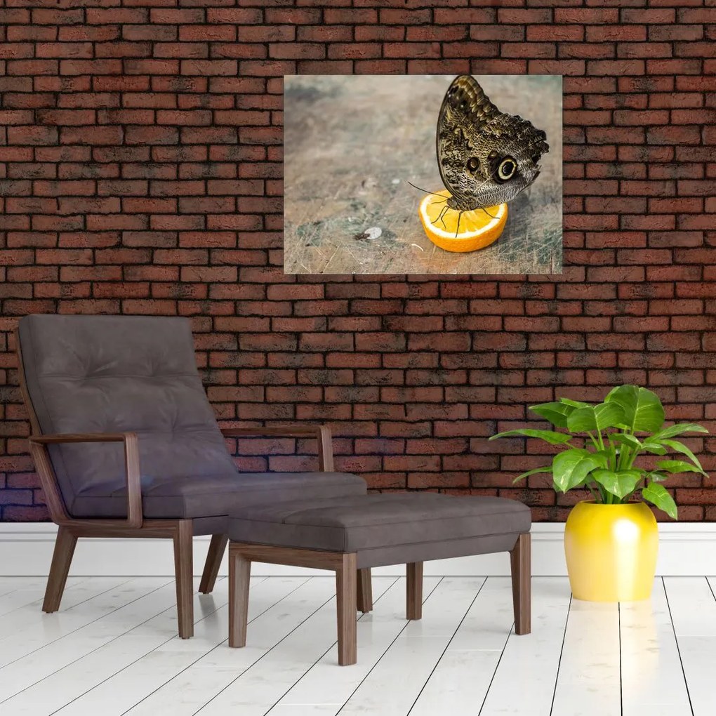 Obraz motyla (70x50 cm)