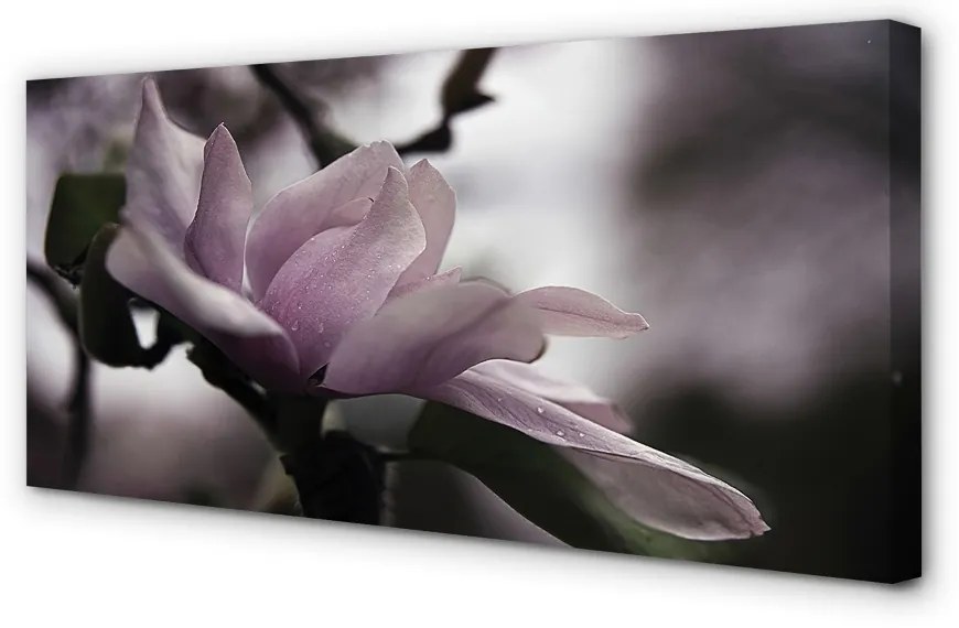 Duży obraz na płótnie Magnolia