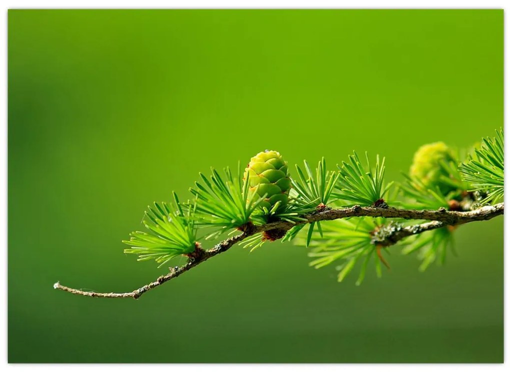 Obraz zielonej szyszki (70x50 cm)