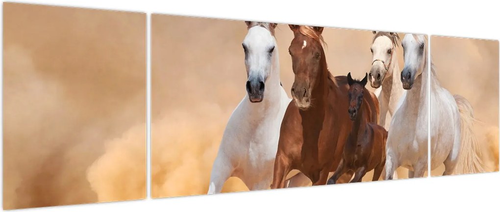 Obraz - Stado koni (170x50 cm)