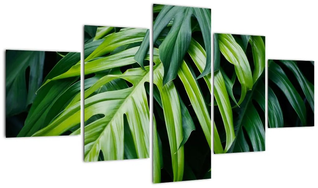 Obraz - Tropikalne liście (125x70 cm)