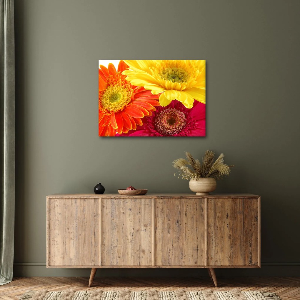 Obraz - Kwiaty Gerbery (70x50 cm)