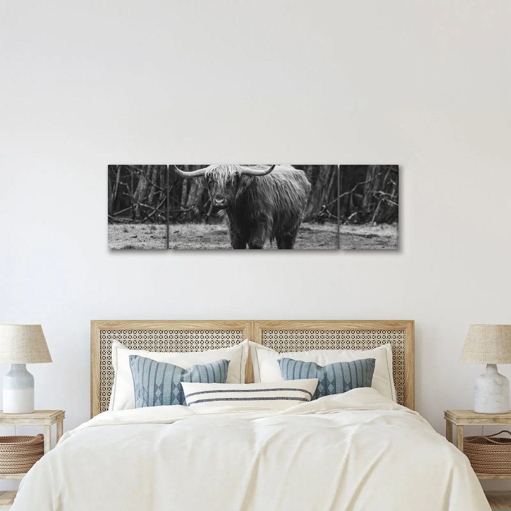 Obraz - Szkocka krowa (170x50 cm)