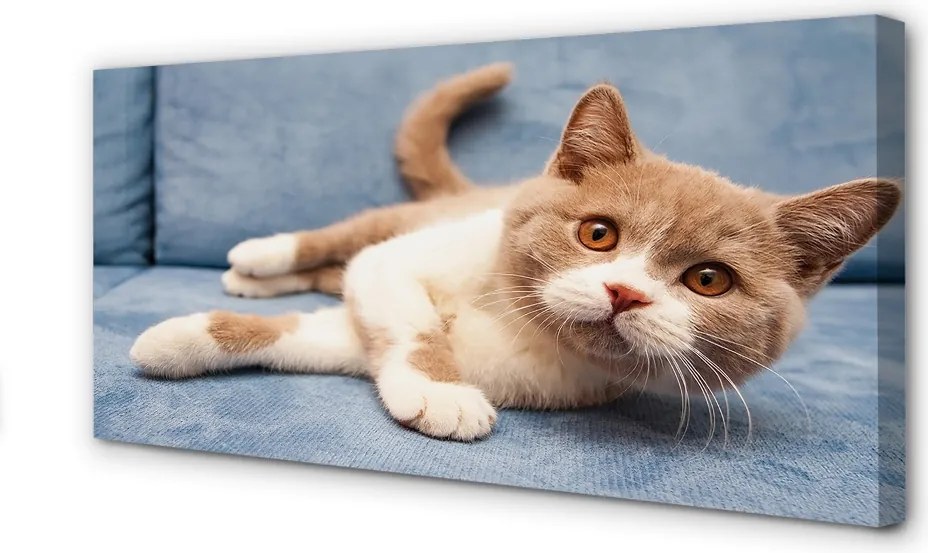 Duży obraz na płótnie Kot w Pozycji Leżącej