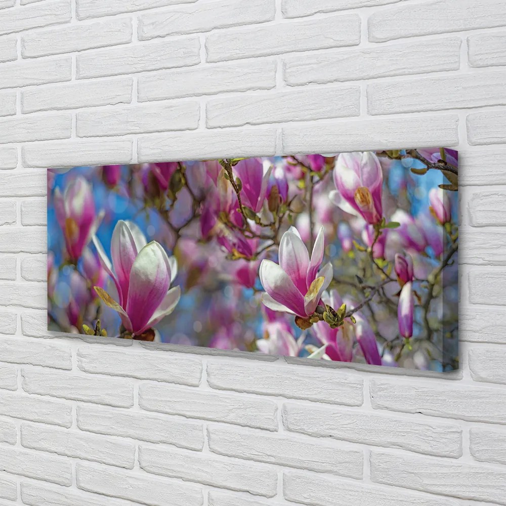 Fotoobraz na płótnie Drzewa Magnolii