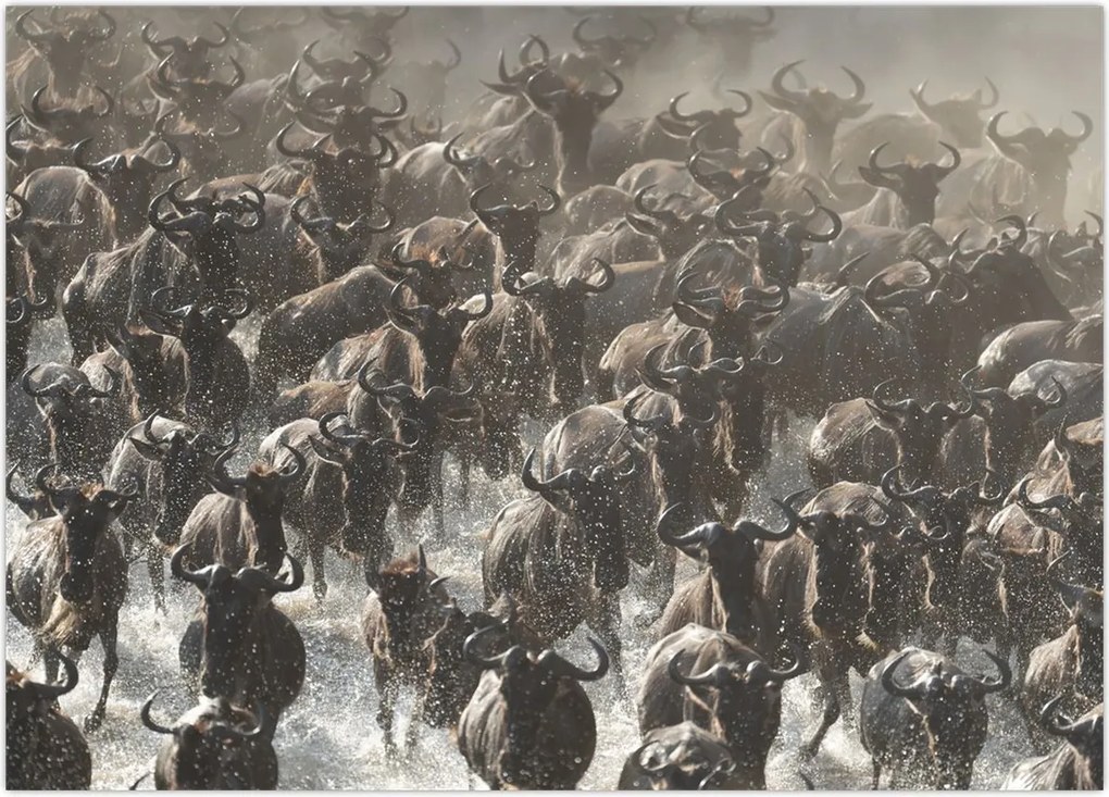Obraz - Stado antylop gnu (70x50 cm)