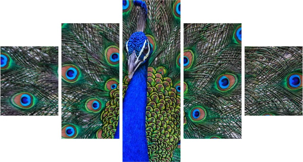 Obraz - Paw (125x70 cm)