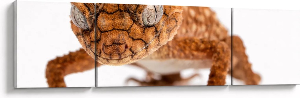 Obraz jaszczurki (170x50 cm)