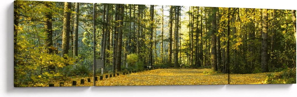 Obraz - las jesienią (170x50 cm)