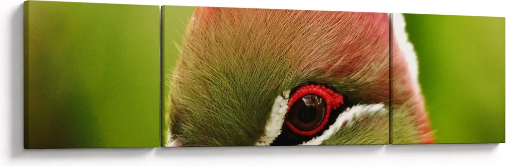 Obraz kolorowego ptaka (170x50 cm)