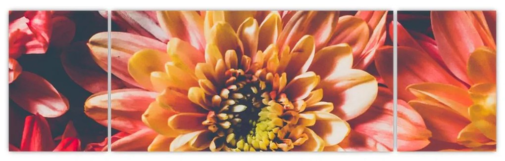 Obraz - Chryzantemy (170x50 cm)