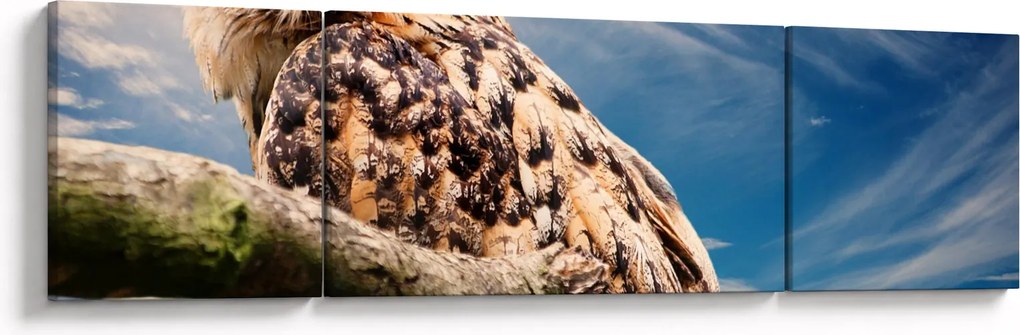 Obraz - Sowa (170x50 cm)