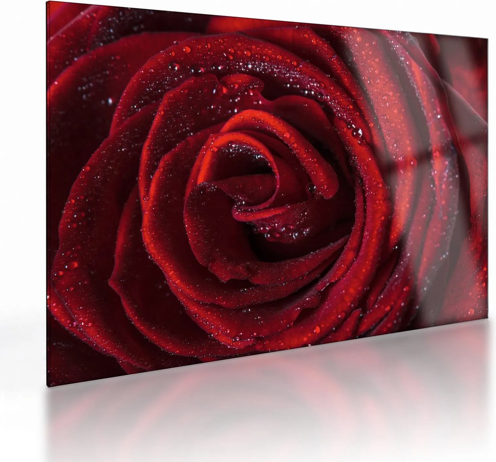 Obraz na szkle - Czerwona róża z kroplami rosy (70x50 cm)