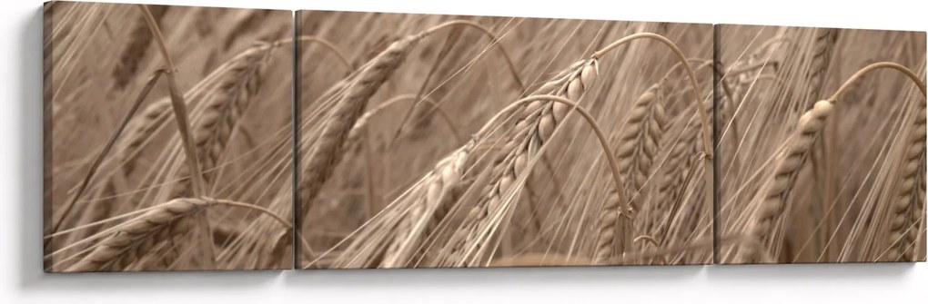 Obraz - Złote pole (170x50 cm)