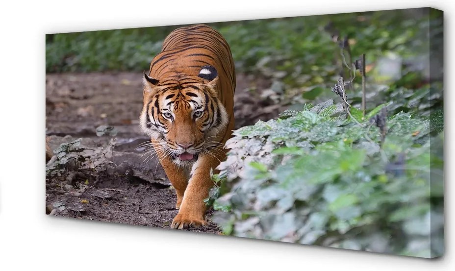 Duży obraz na płótnie Tygrys w Naturalnym Środowisku