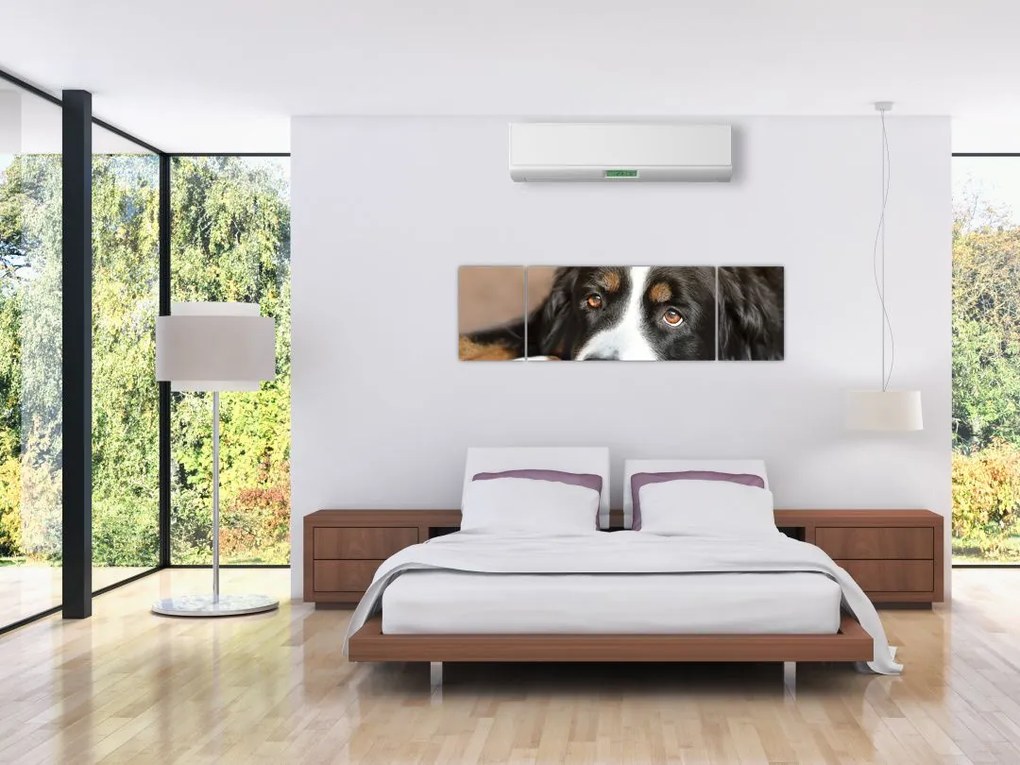 Obraz psa (170x50 cm)