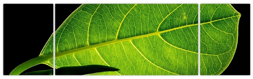 Obraz - zielony liść (170x50 cm)