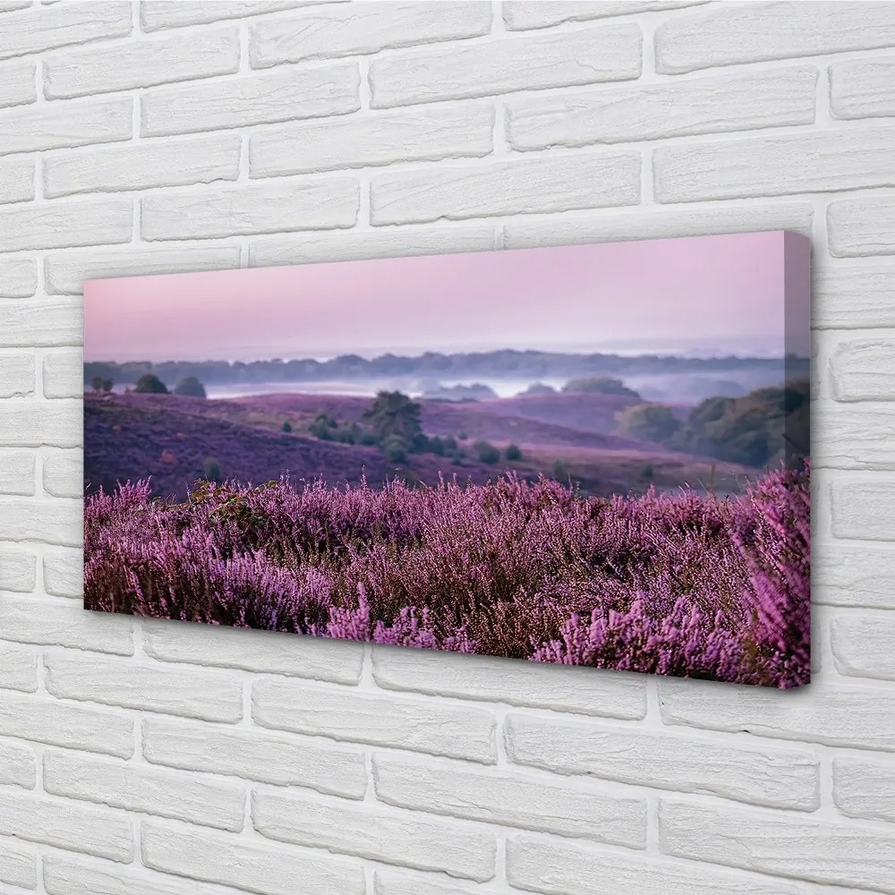 Obraz drukowany na płótnie Pole Wrzosów