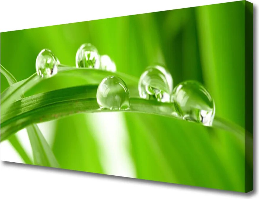 Obraz drukowany na płótnie Tropikalna Flora Liściasta