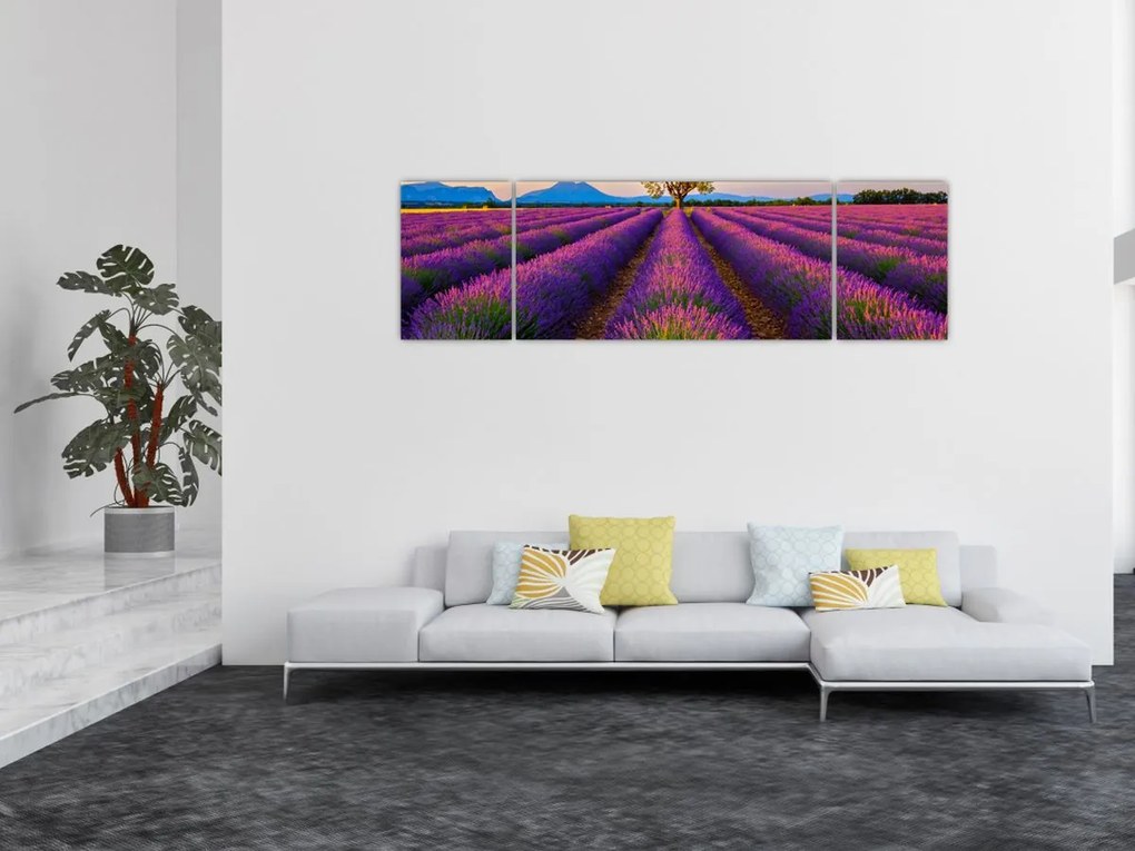 Obraz - Pole lawendy (170x50 cm)
