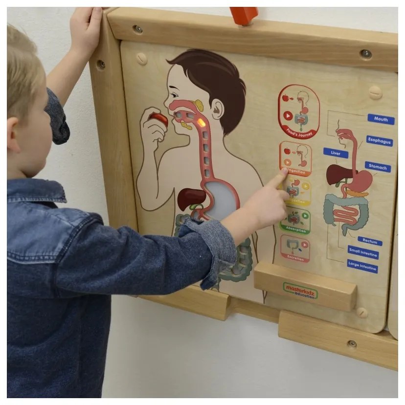 Masterkidz tablica edukacyjna układ trawienny montessori