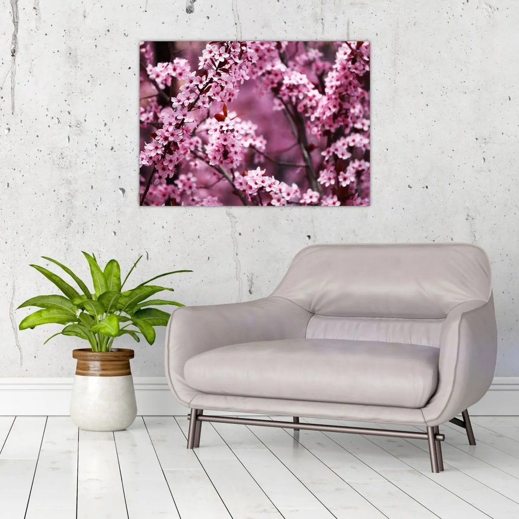 Obraz - Różowa sakura (70x50 cm)