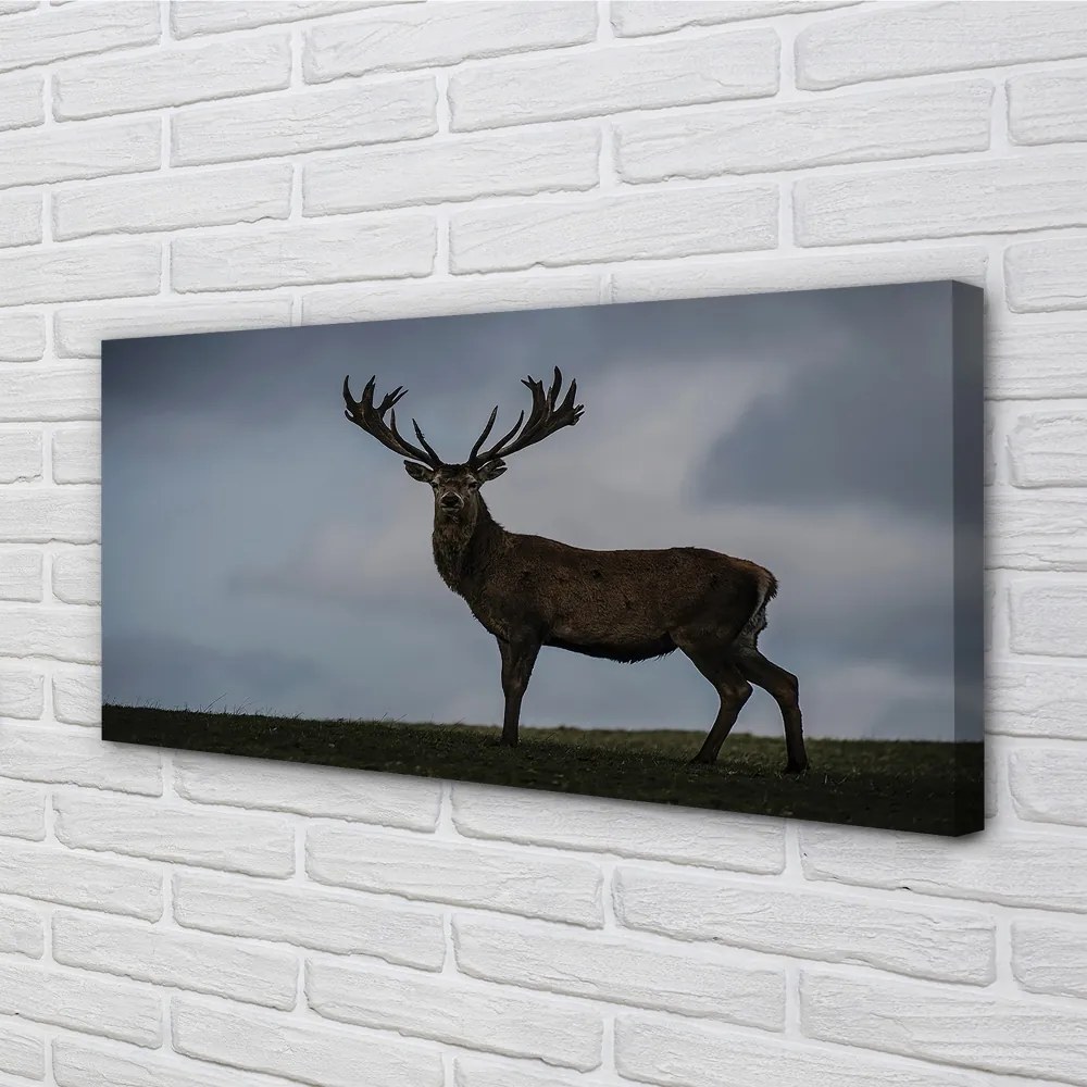 Obraz canvas na ścianę Nocne Spotkanie z Jeleniem