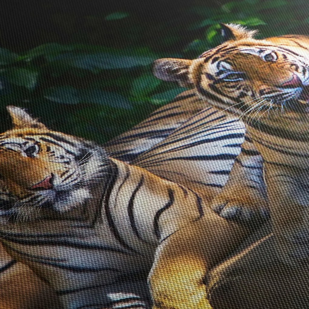 Obraz - Tygrysi Bracia (170x50 cm)