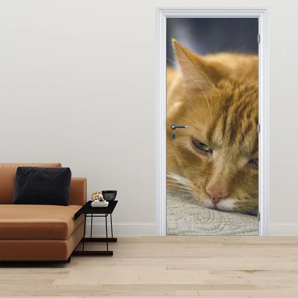 Fototapeta na drzwi - Koty (95x205cm)