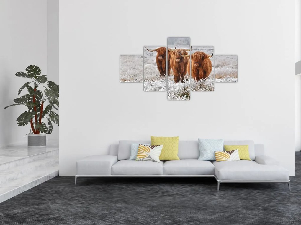 Obraz - Szkockie krowy (125x70 cm)