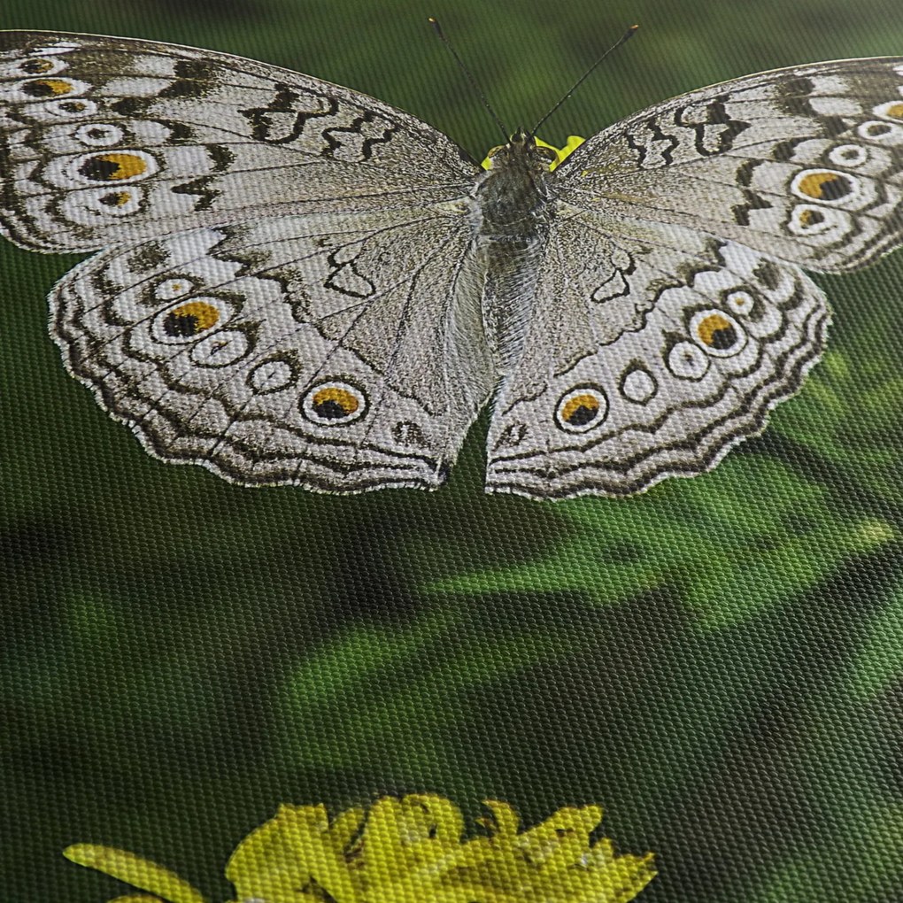 Obraz - biały motyl (170x50 cm)