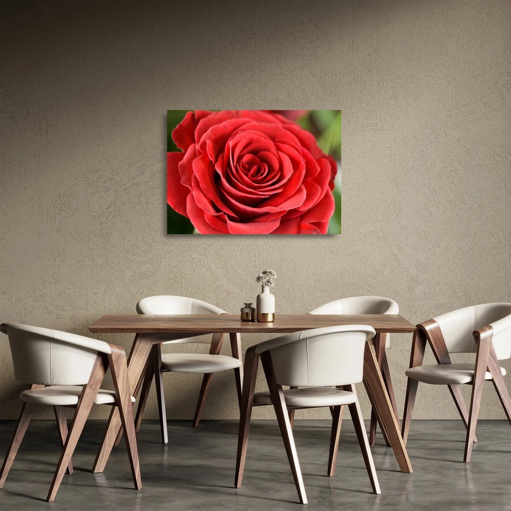 Obraz na szkle kwiatu róży (70x50 cm)