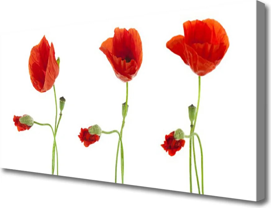 Obraz canvas na ścianę Czerwone Maki w Słońcu