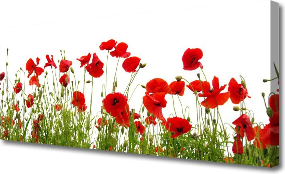 Obraz canvas na ścianę Czerwone Maki w Letnim Polu